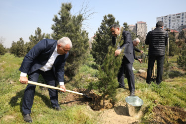 Agacəkmə aksiyası - Ə.Vəliyev küçəsi 11 - 15.03.2025