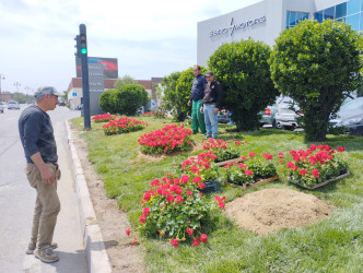 Nizami rayonunda abadlıq işləri davam etdirilir - 31.05.2025