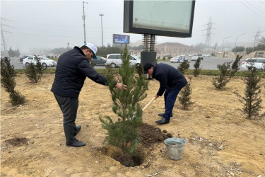 Ulu Öndər Heydər Əliyevin 100 illiyi münasibətilə ağacəkmə aksiyası - 11-03-2023