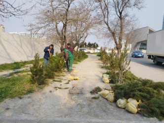 Nizami rayonunda abadlıq və yaşıllaşdırma işləri davam etdirilir - 08.04.2025