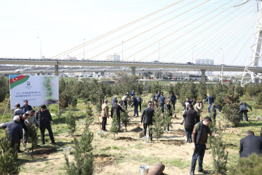Agacəkmə aksiyası - Ə.Vəliyev küçəsi 11 - 15.03.2025