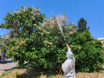 Nizami rayonunda yaşıllıqların qorunması məqsədilə monitorinq və dezinfeksiya işləri aparılır - 25.06.2026