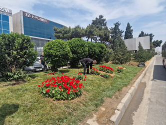 Nizami rayonunda abadlıq işləri davam etdirilir - 31.05.2025