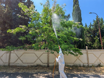 Nizami rayonunda yaşıllıqların qorunması məqsədilə monitorinq və dezinfeksiya işləri aparılır - 25.06.2026