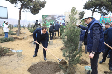 Ulu Öndər Heydər Əliyevin 100 illiyi münasibətilə ağacəkmə aksiyası - 11-03-2023