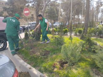 Nizami rayonunda abadlıq və yaşıllaşdırma işləri davam etdirilir - 08.04.2025