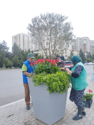 Nizami rayonunda abadlıq işləri davam etdirilir - 31.05.2025