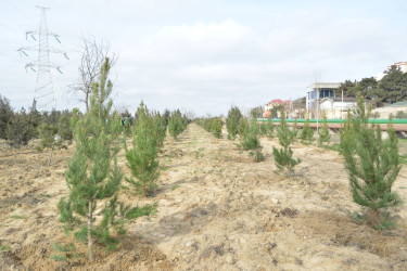 “Yaşıl Dünya Naminə Həmrəylik ili” ilə əlaqədar konfrans - 14.03.2024