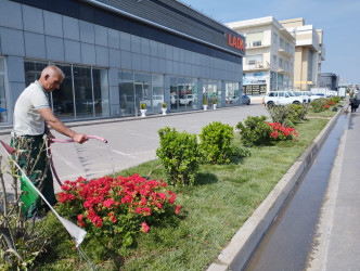 Nizami rayonunda abadlıq işləri davam etdirilir - 31.05.2025