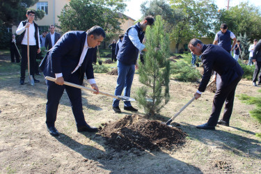 27 Sentyabr – Anım Günü ilə əlaqədar Nizami rayonunda ağacəkmə aksiyası keçirilib - 26.09.2025