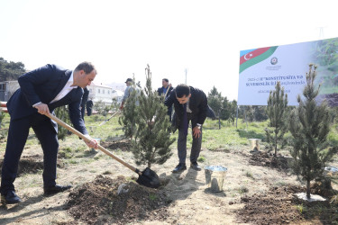 Agacəkmə aksiyası - Ə.Vəliyev küçəsi 11 - 15.03.2025