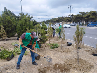 Nizami rayonunda abadlıq işləri davam etdirilir - 31.05.2025