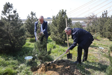 Agacəkmə aksiyası - Ə.Vəliyev küçəsi 11 - 15.03.2025
